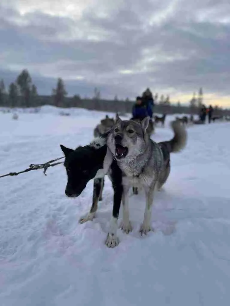 Itinerario in Lapponia Finlandese
