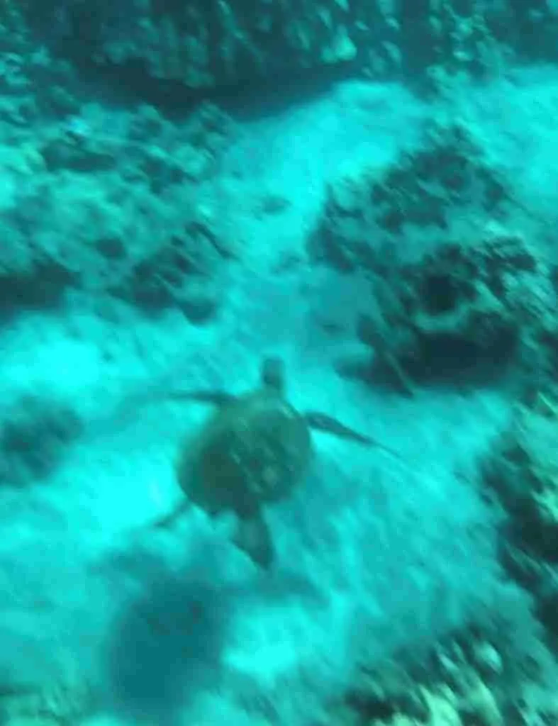 guida all'isola di maui