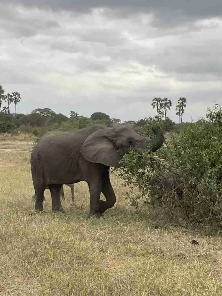 Come organizzare un Safari in Tanzania 1 safari in tanzania
