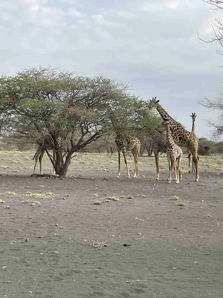 Come organizzare un Safari in Tanzania 10 Come organizzare un Safari in Tanzania