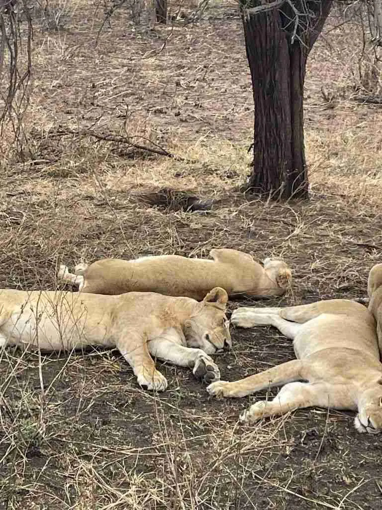 Come organizzare un Safari in Tanzania 9 safari in tanzania