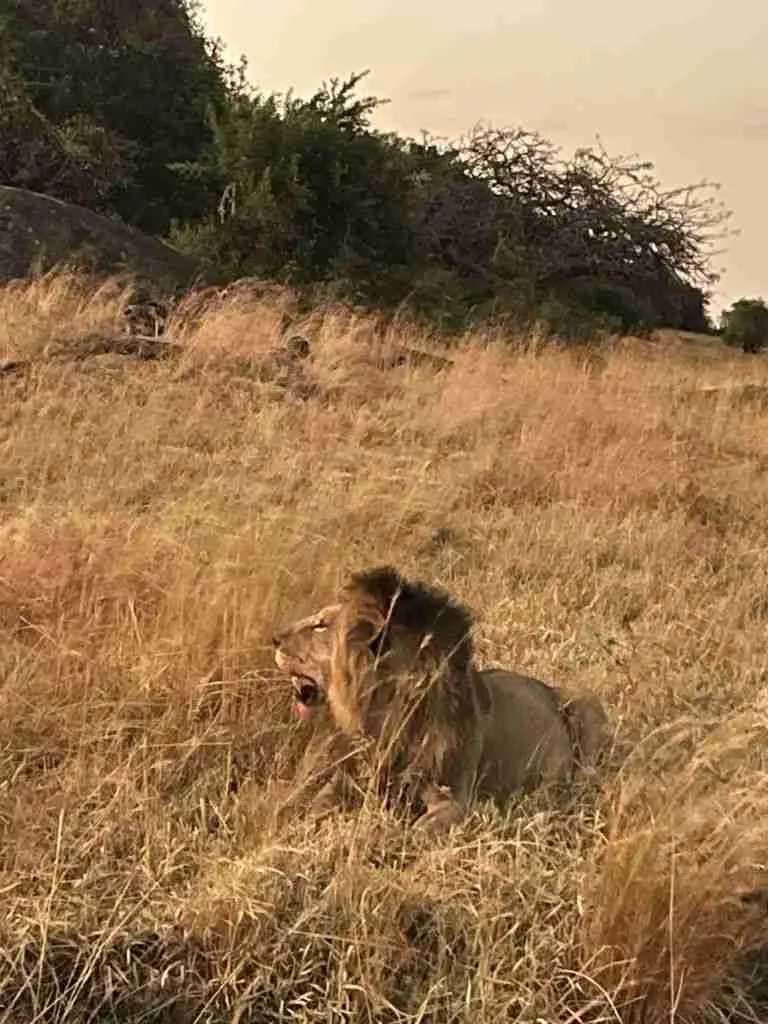 Come organizzare un Safari in Tanzania 2 safari in tanzania