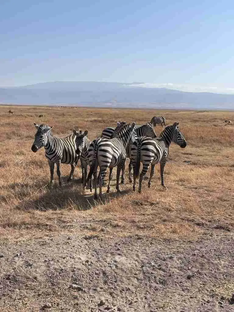 Come organizzare un Safari in Tanzania 11 safari in tanzania