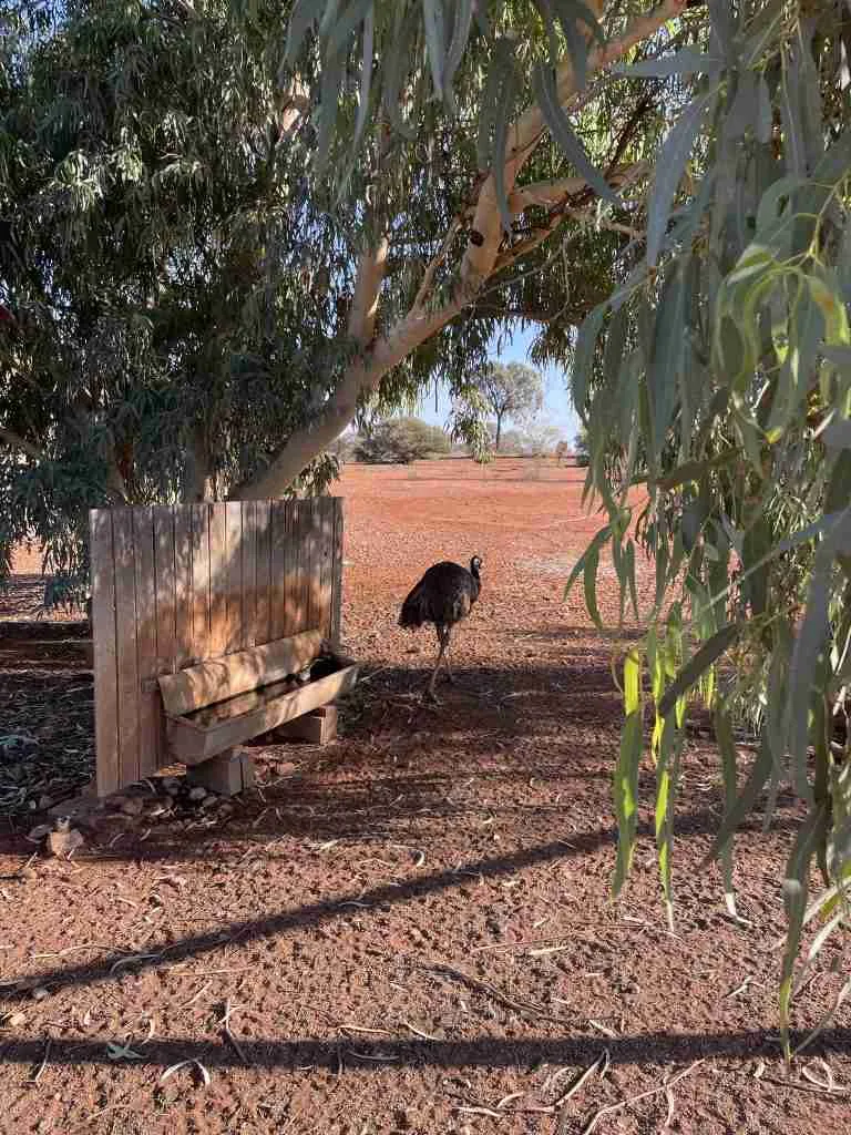 Viaggio nell'Outback, il deserto australiano 3 Emu, Australia