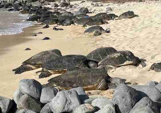 Tartarughe a Hookipa, Maui