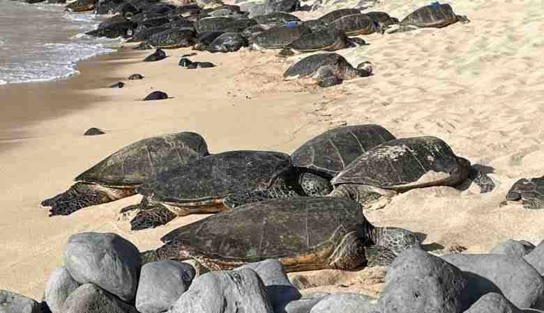 Tartarughe a Hookipa, Maui